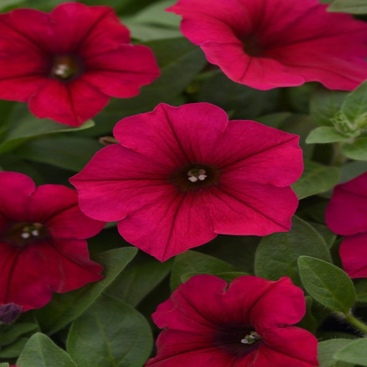 Petunia hybrida Wave Carmine Velour