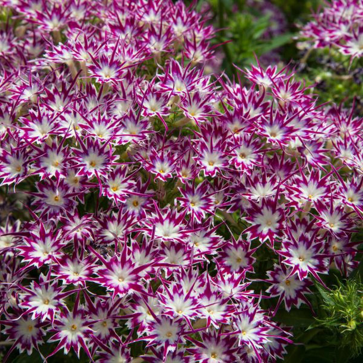 Phlox drummondii Popstars Purple With Eye