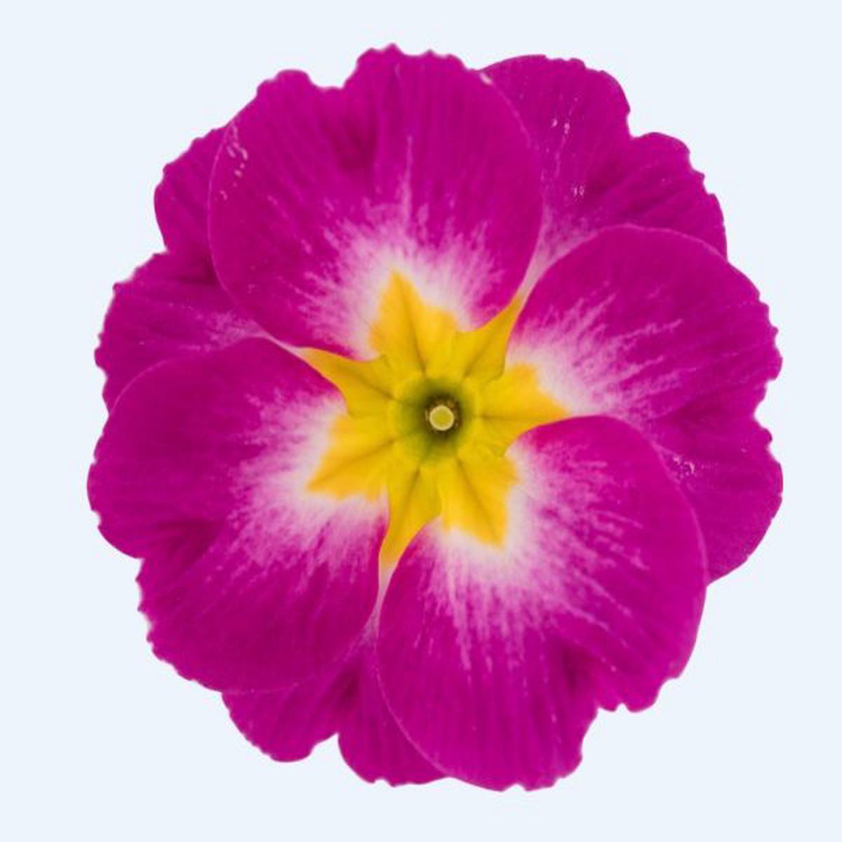 Primula acaulis Danique/Danova Bicolour Purple