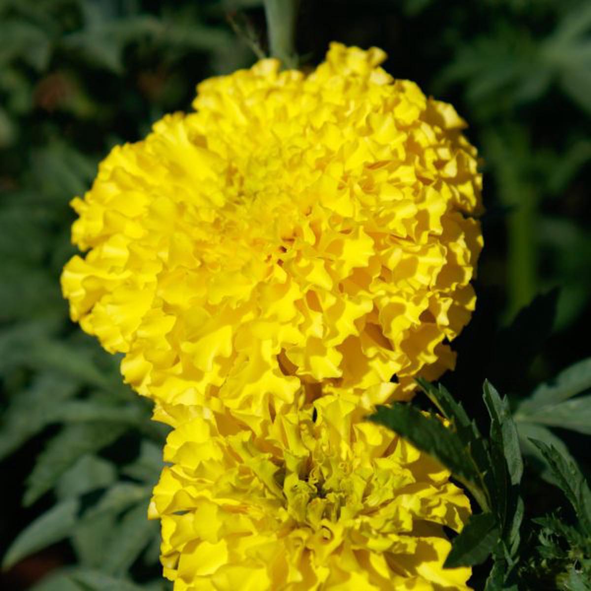 Tagetes erecta Coco Yellow