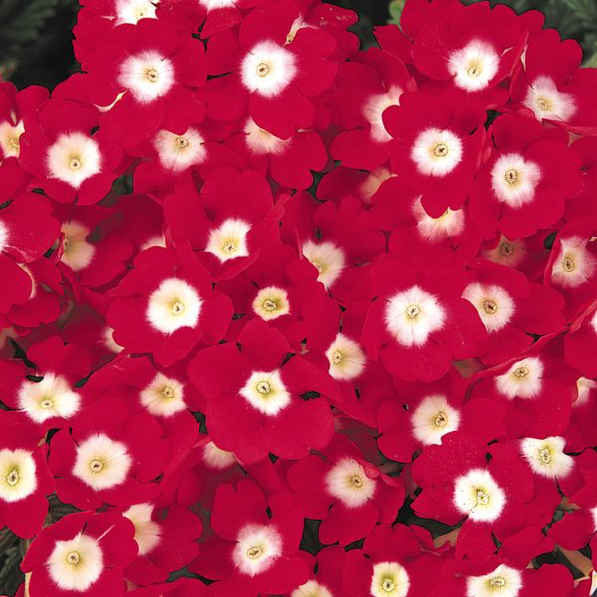 Verbena hybrida compacta Quartz XP Red With Eye