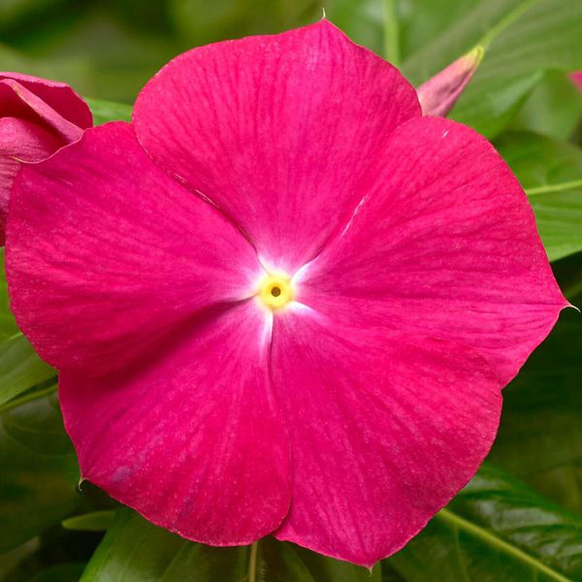 Vinca (Catharanthus) Cora XDR Cranberry