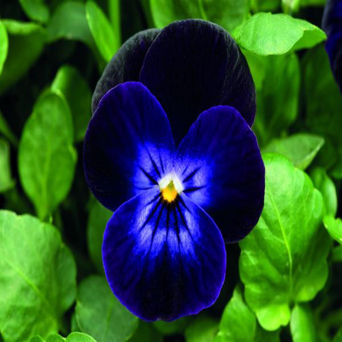 Viola cornuta Admire Deep Purple Face