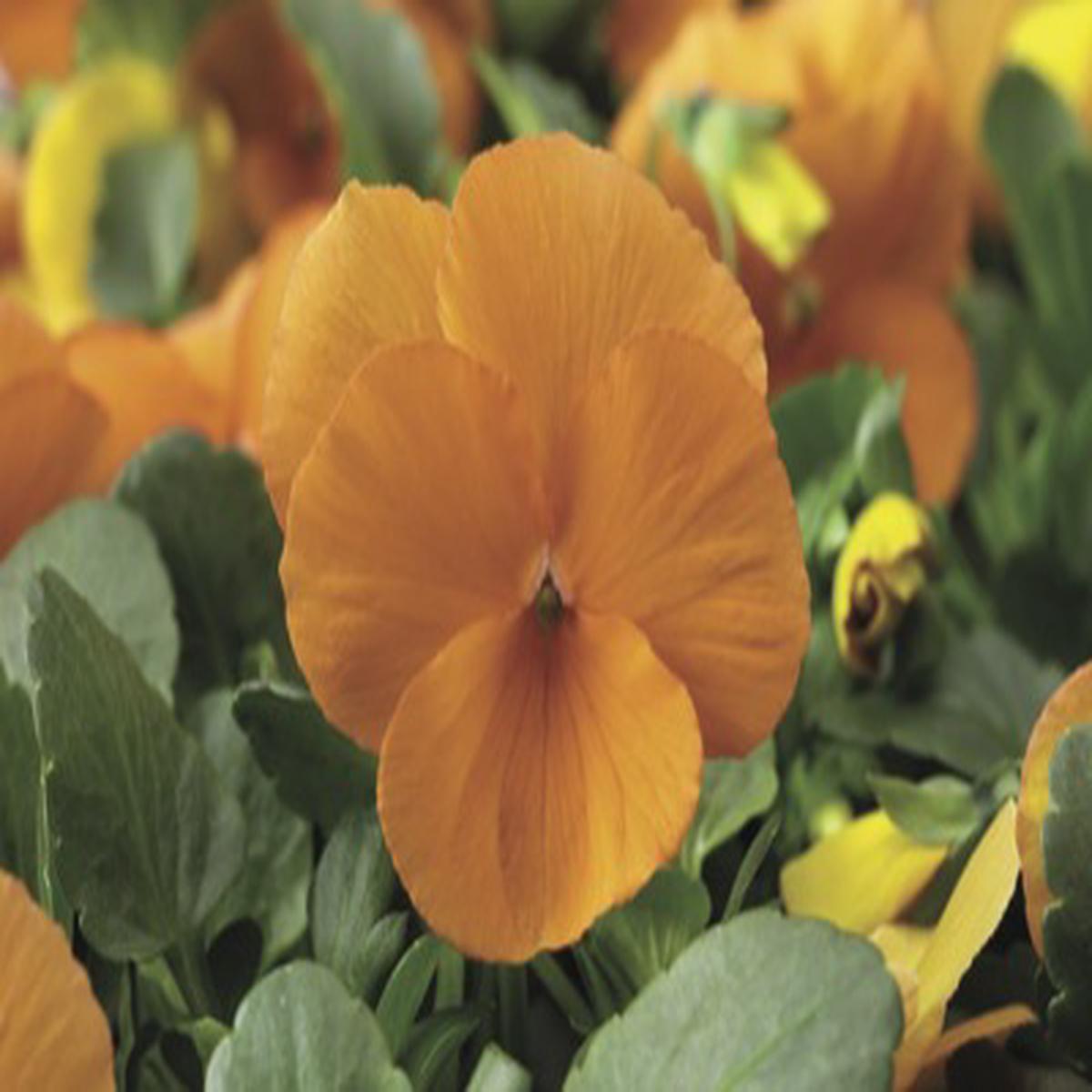 Viola cornuta Penny Tangerine