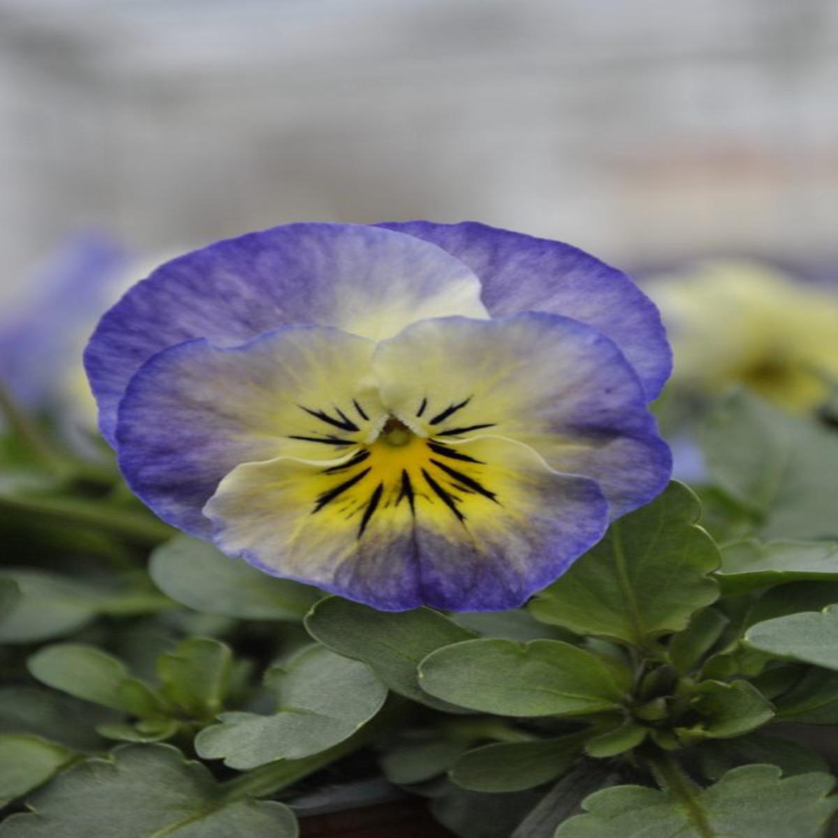 Viola cornuta Sorbet XP Neptune