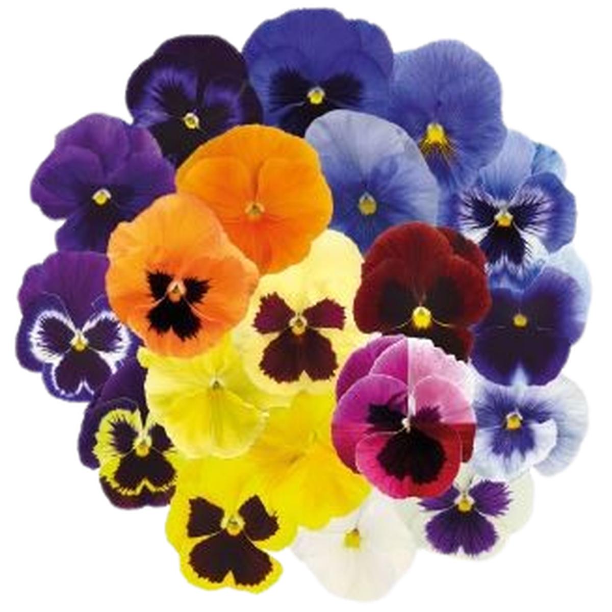 Viola wittrockiana Inspire Plus Maxi Mix