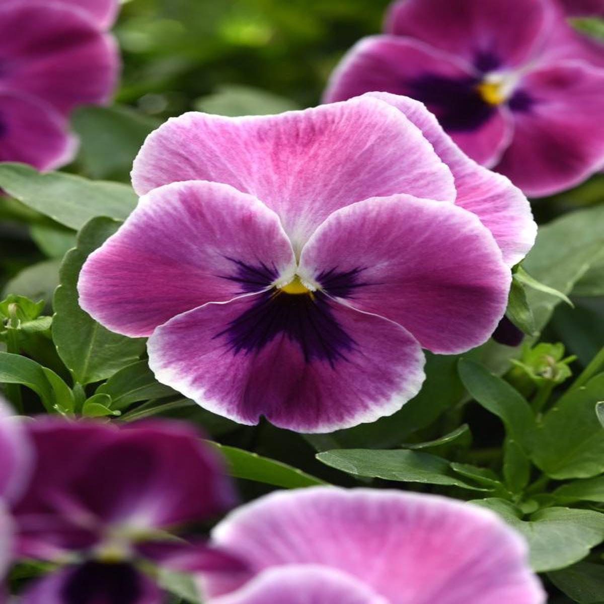 Viola wittrockiana Top Wave Pink Shades