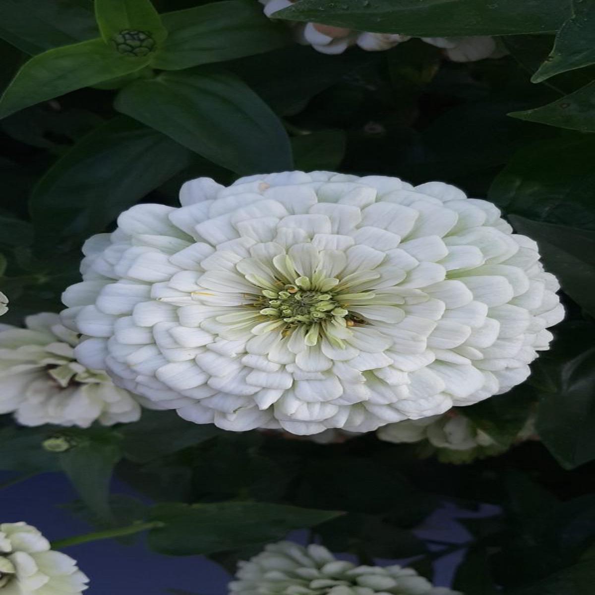 Zinnia elegans Benarys Giant White