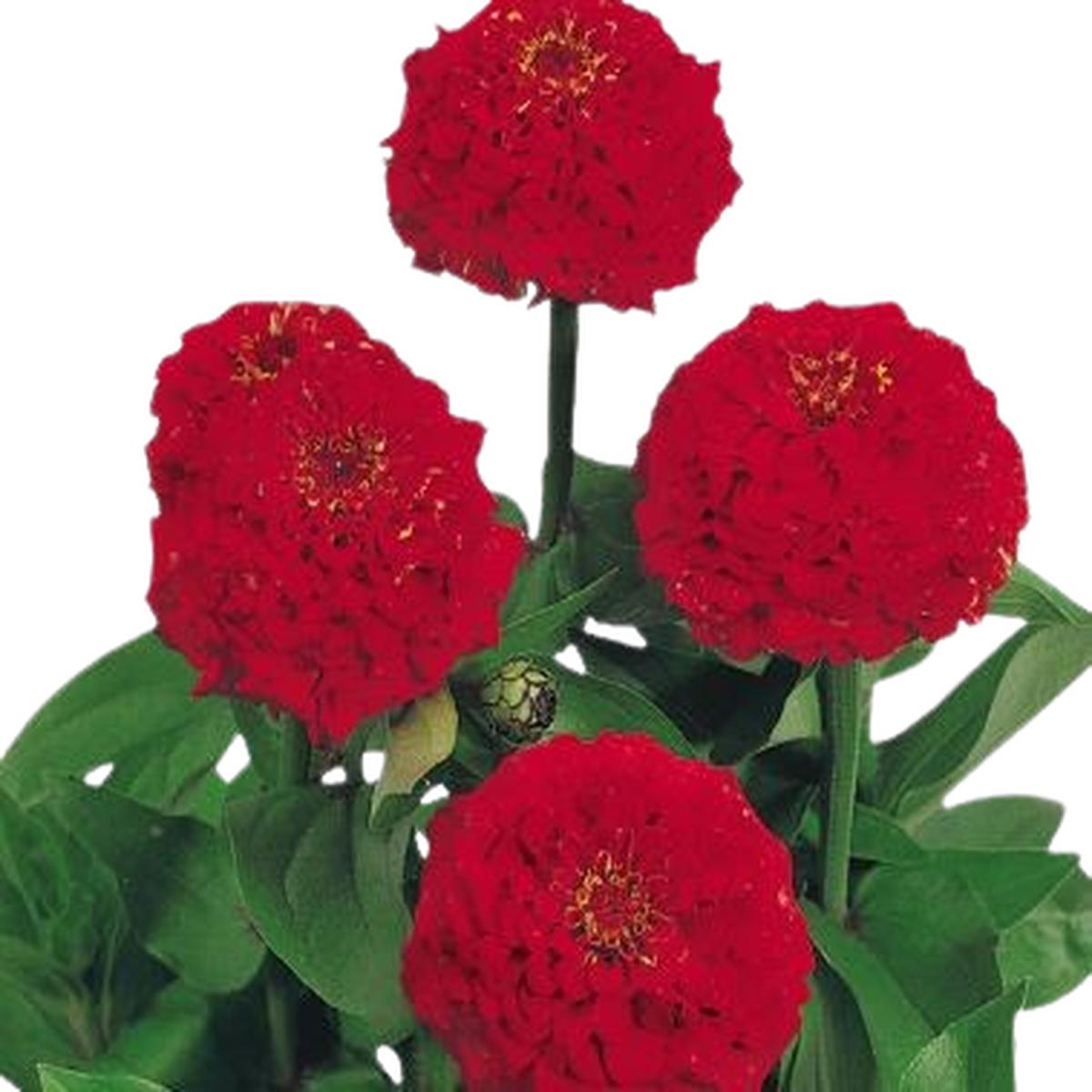 Zinnia elegans Oklahoma Scarlet