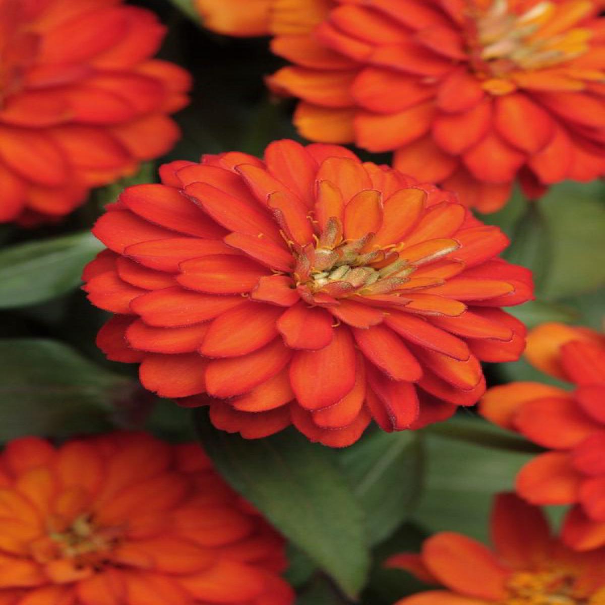 Zinnia marylandica Zahara Double Fire