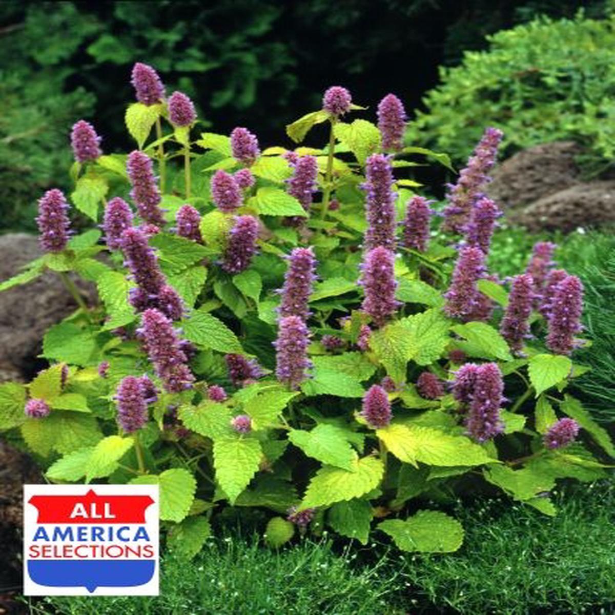 Agastache rugosa Golden Jubilee