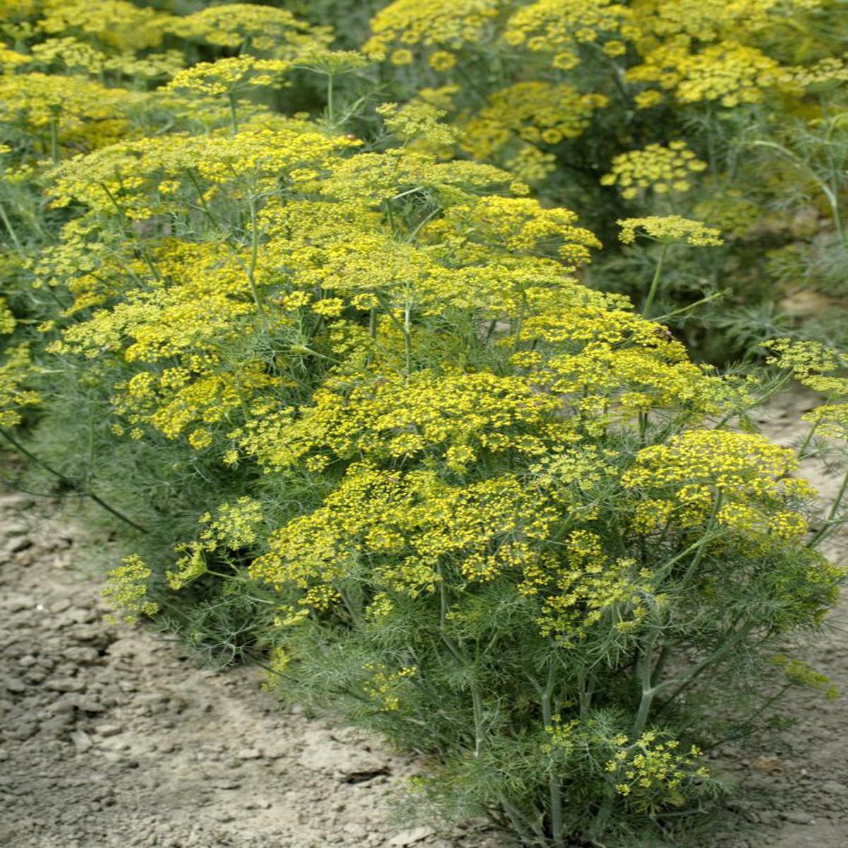 Anethum graveolens (Dill) Hedger