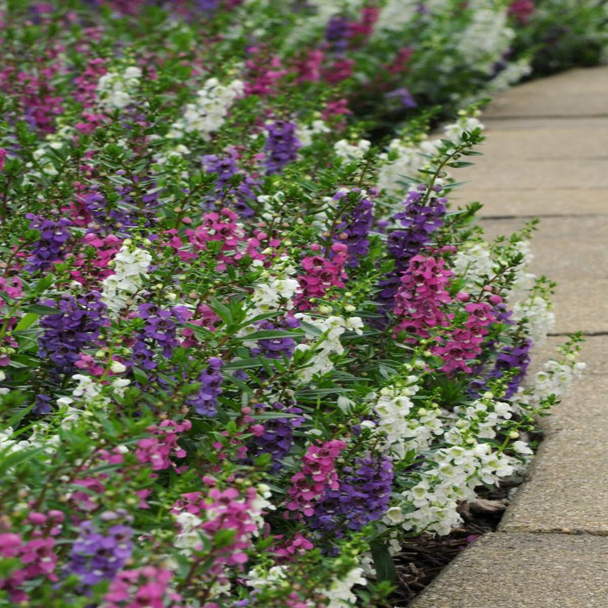 Angelonia angustifolia Serenita Mix