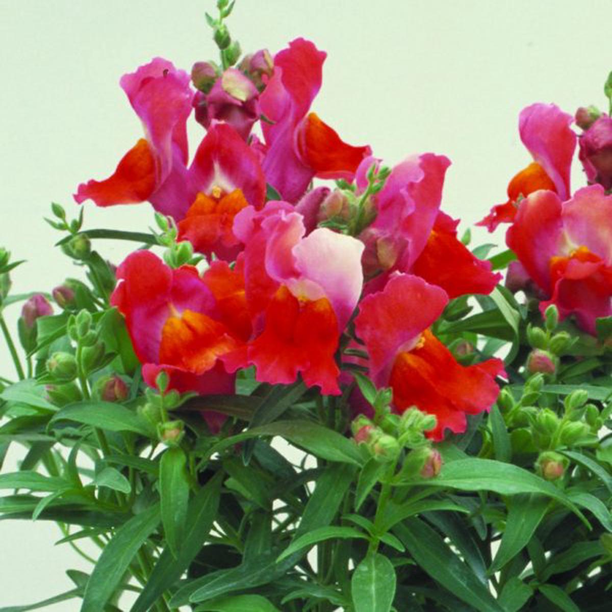 Antirrhinum majus Floral Showers Deep Bronze
