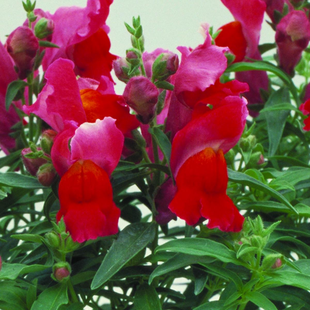 Antirrhinum majus Floral Showers Scarlet