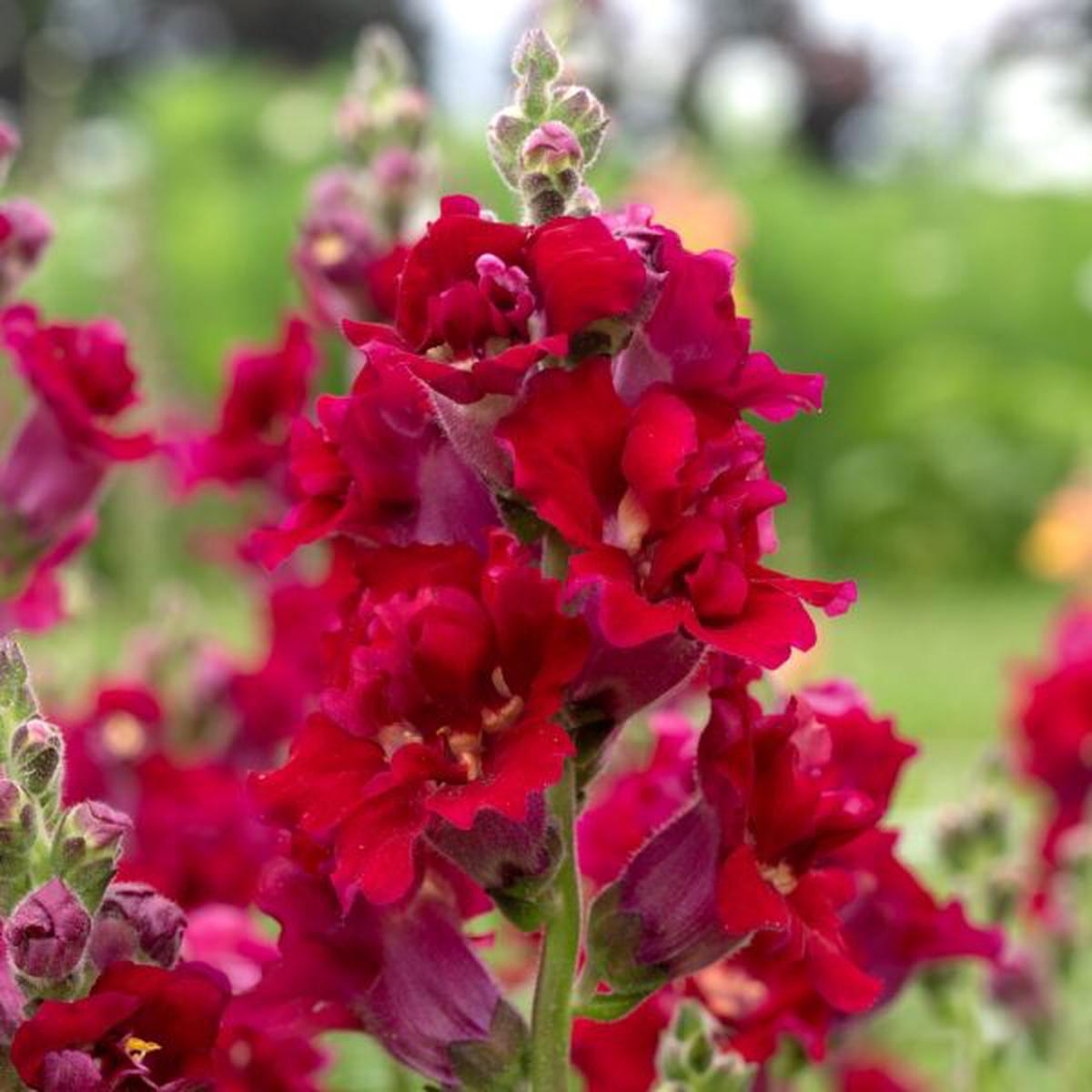 Antirrhinum majus Madame Butterfly Red