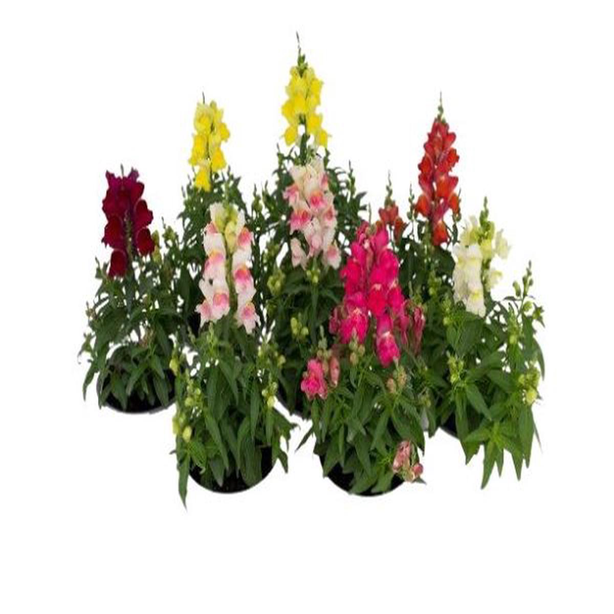 Antirrhinum majus nanum Candy Tops Mix