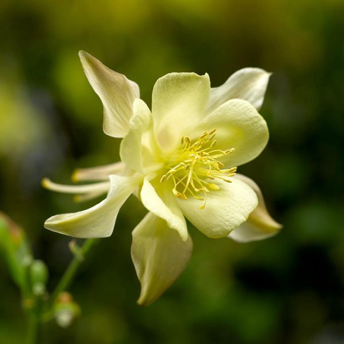 Aquilegia caerulea Kirigami Yellow