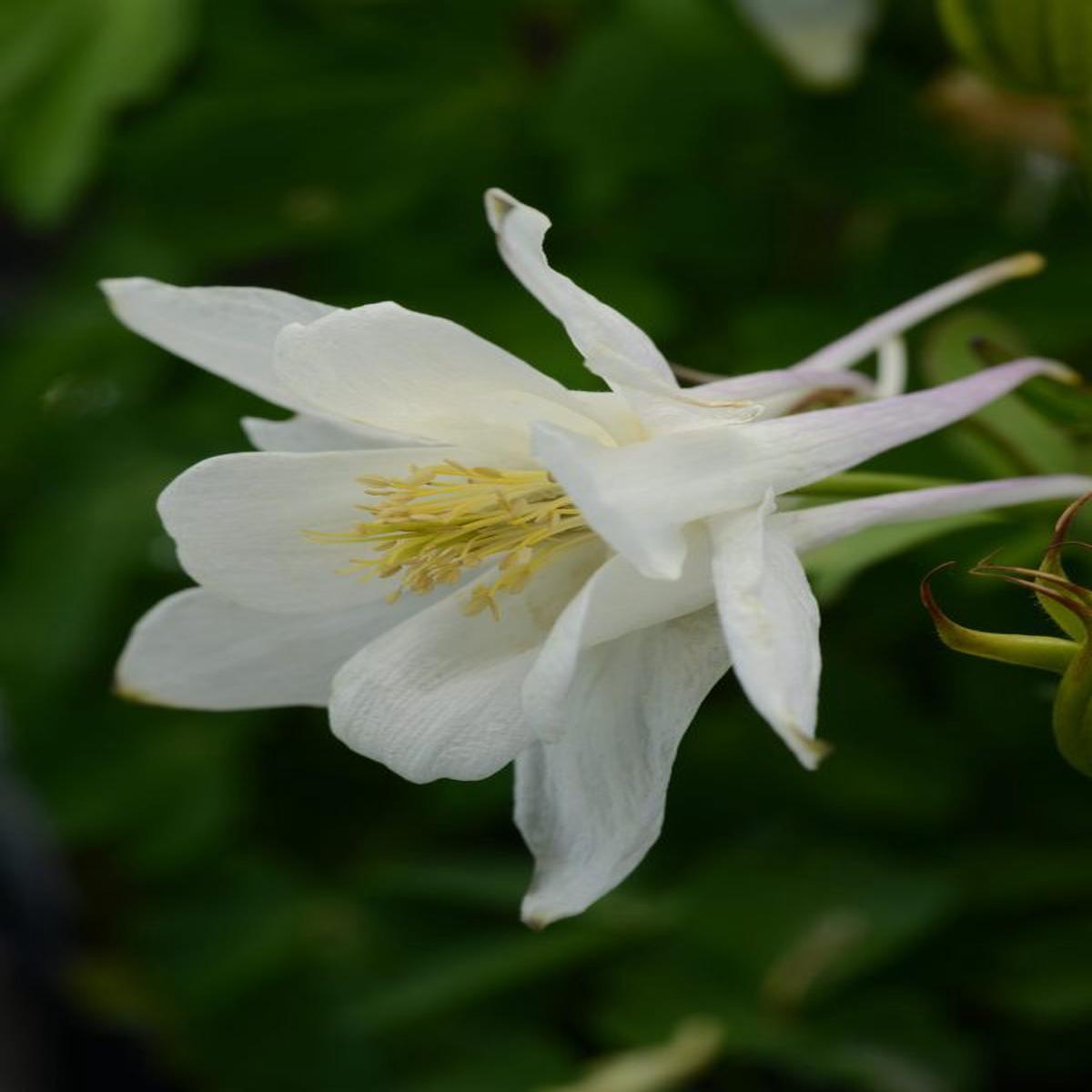 Aquilegia hybrida Earlybird White