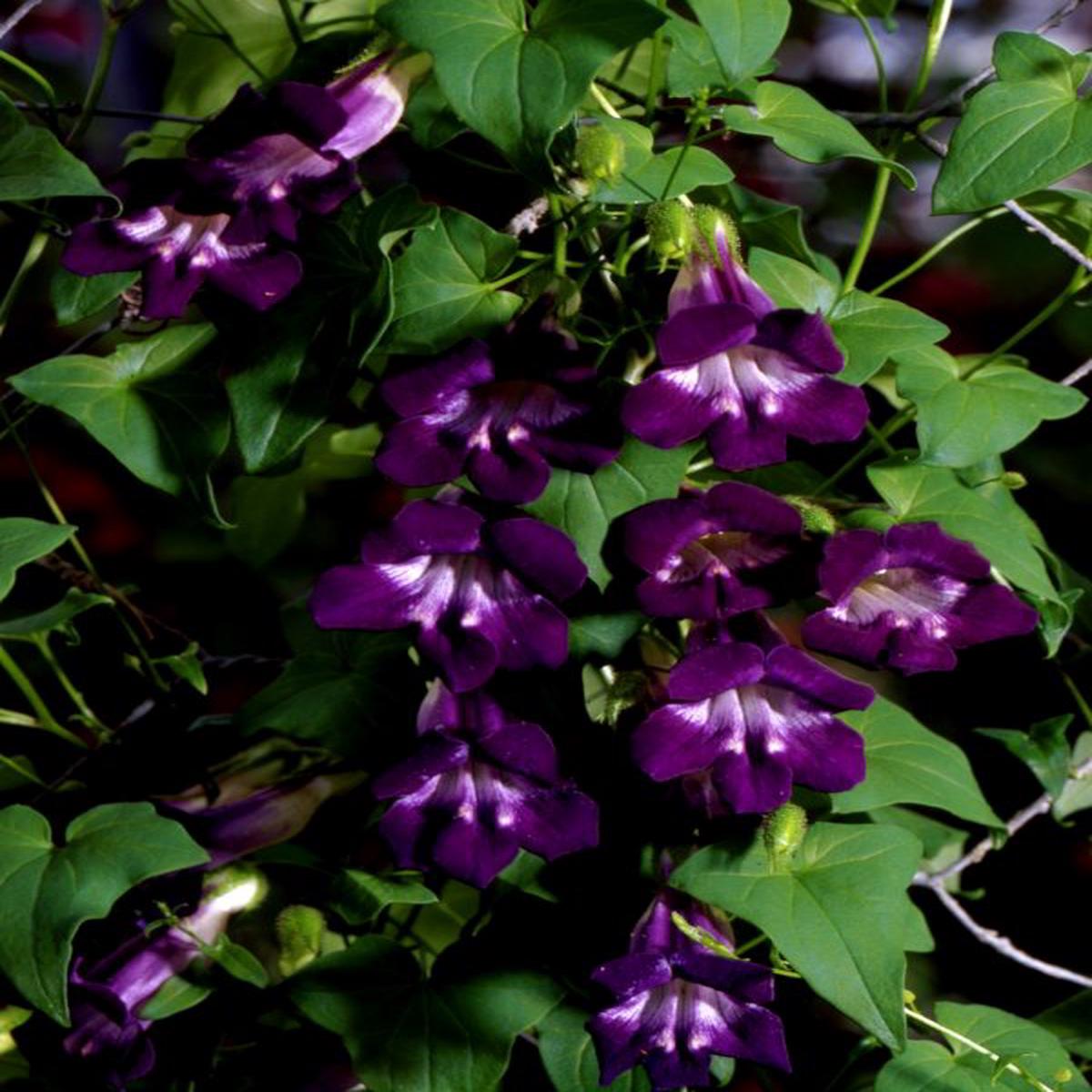 Asarina scandens Mystic Purple
