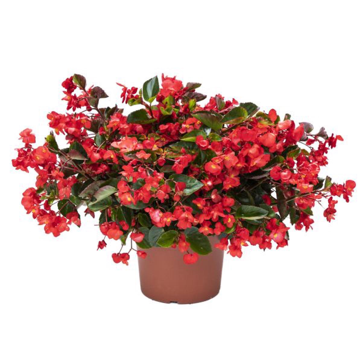 Begonia hybrida Viking Explorer Red On Green