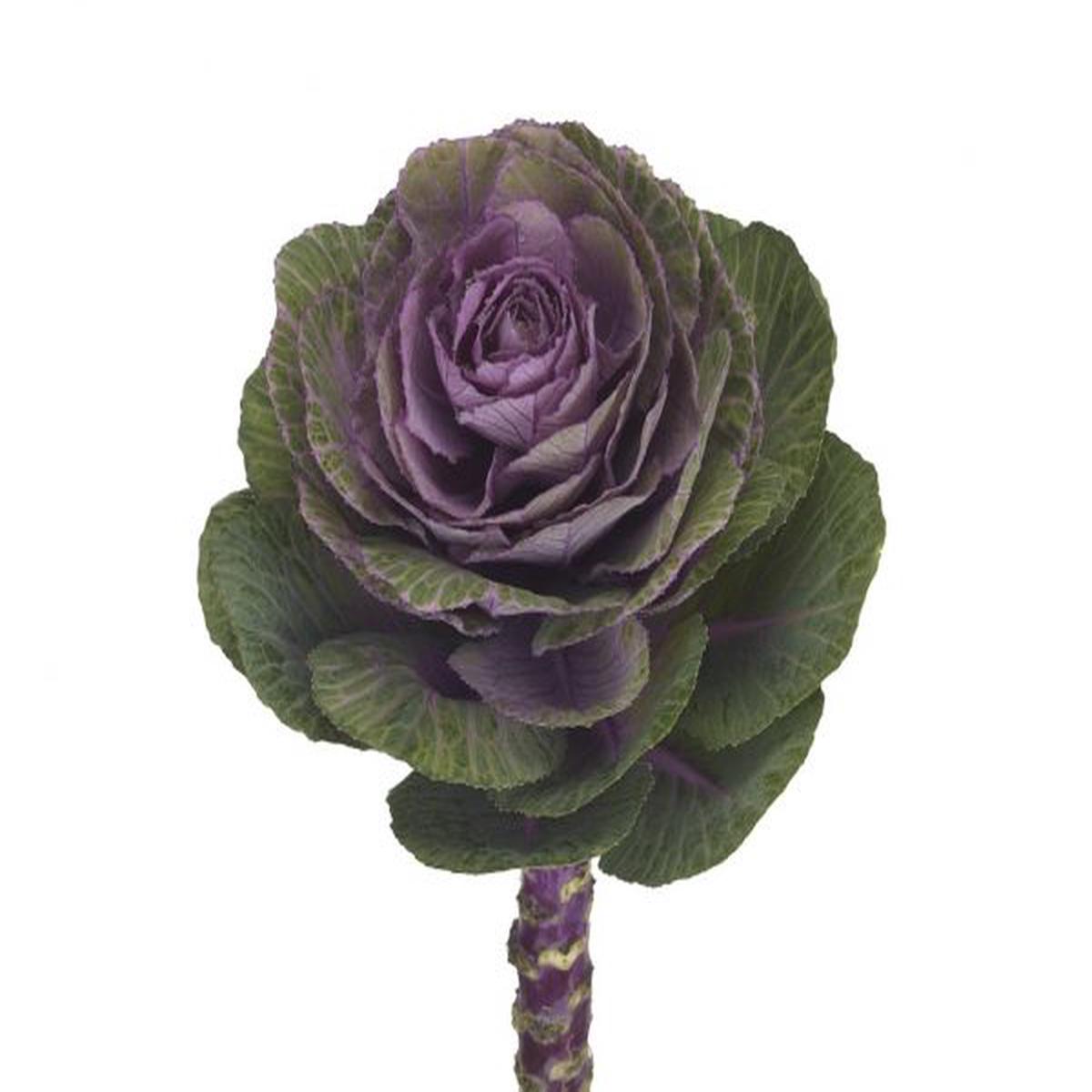 Brassica oleracea Condor Red