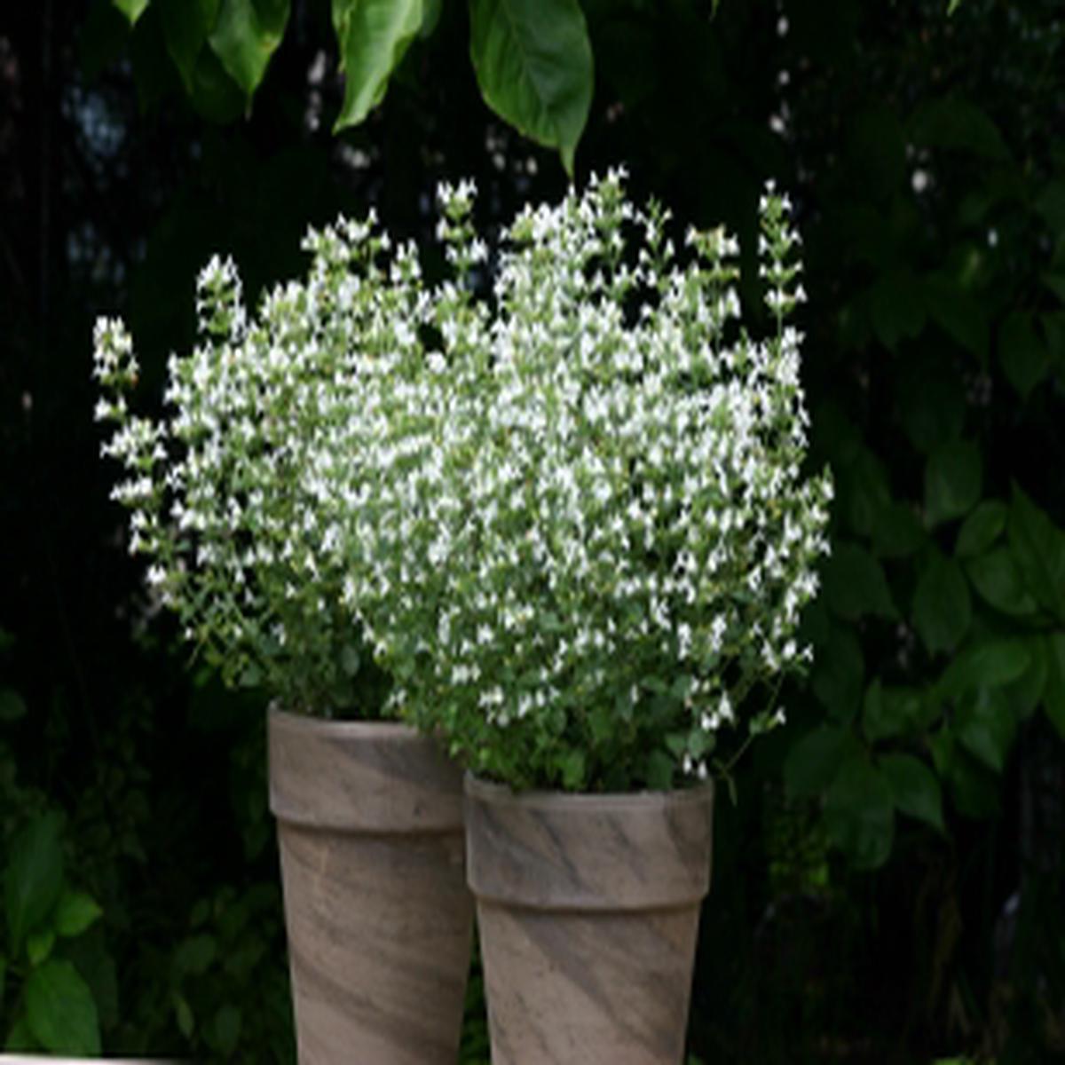 Calamintha nepeta Marvelette White