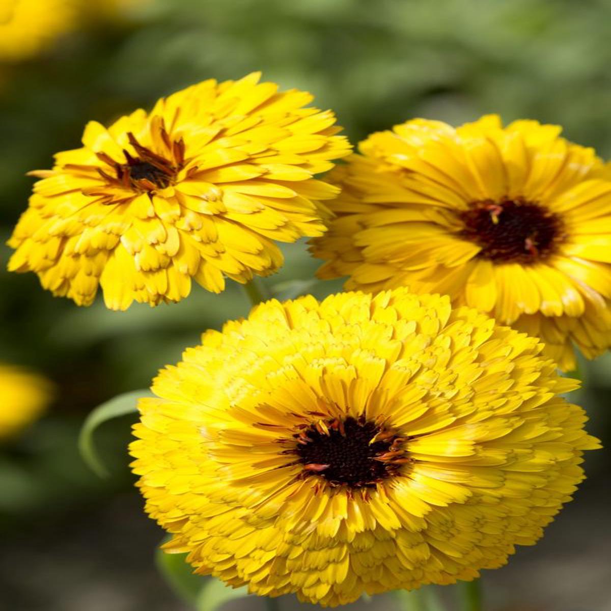 Calendula officinalis Bulls Eye