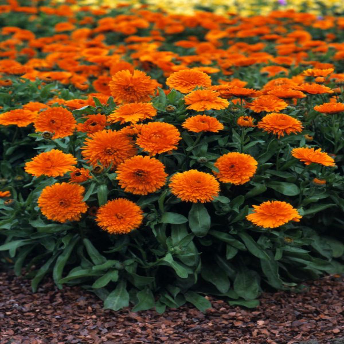 Calendula officinalis Candyman Orange