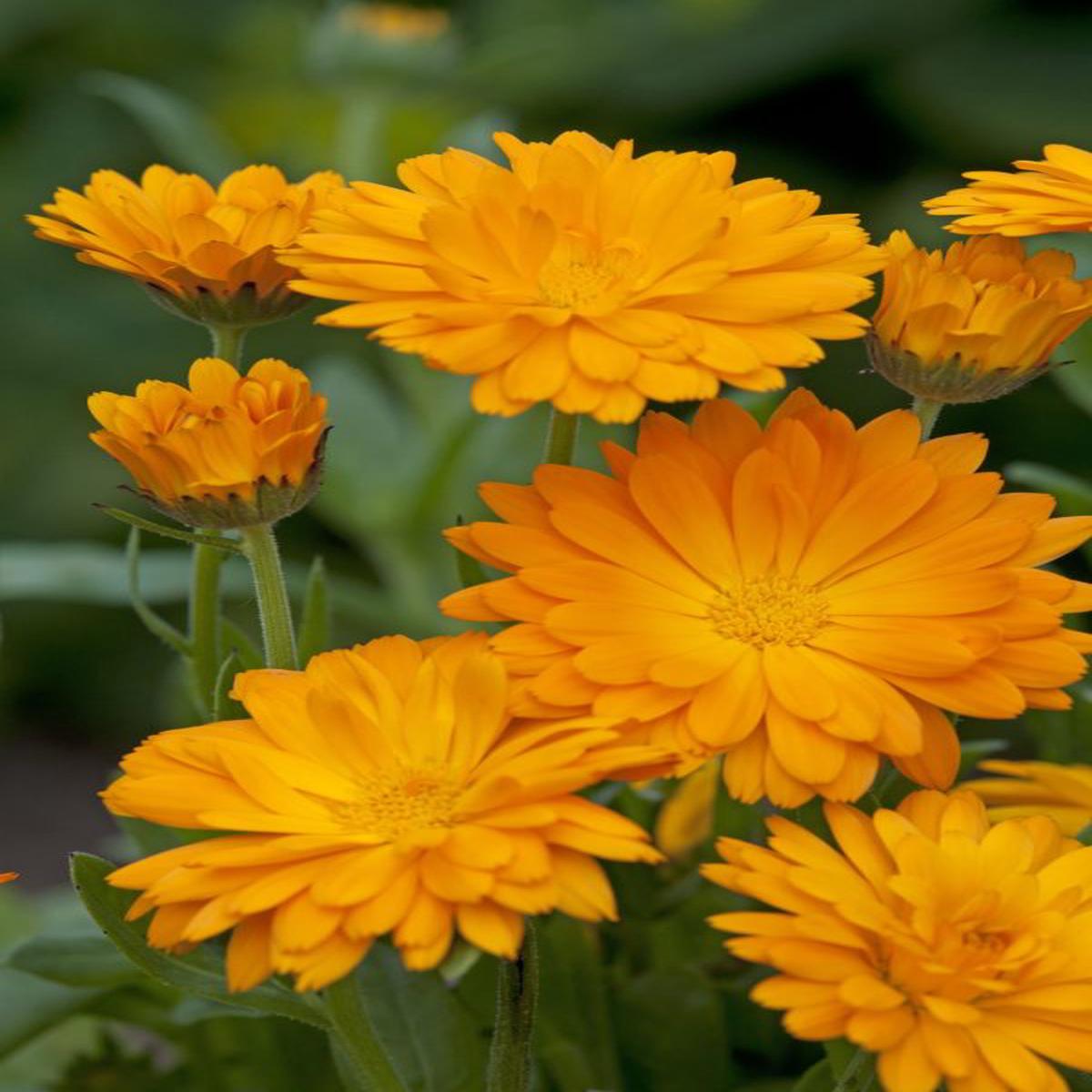 Calendula officinalis Funky Stuff