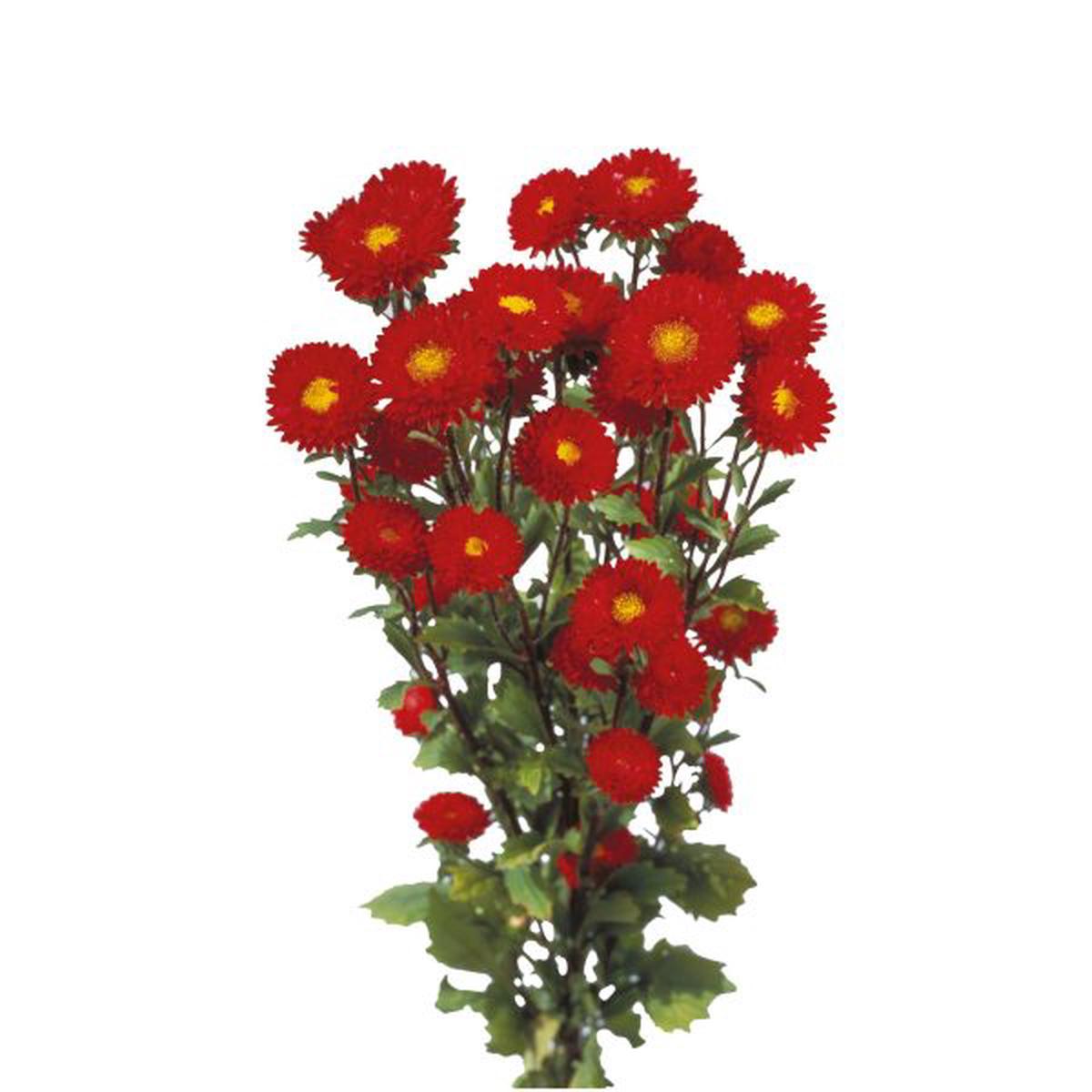 Callistephus (Aster) chinensis Matsumoto Red