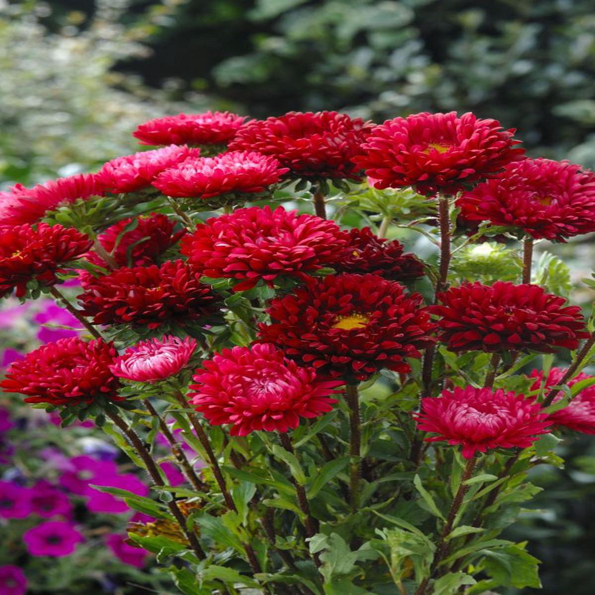 Callistephus (Aster) chinensis Matsumoto Scarlet