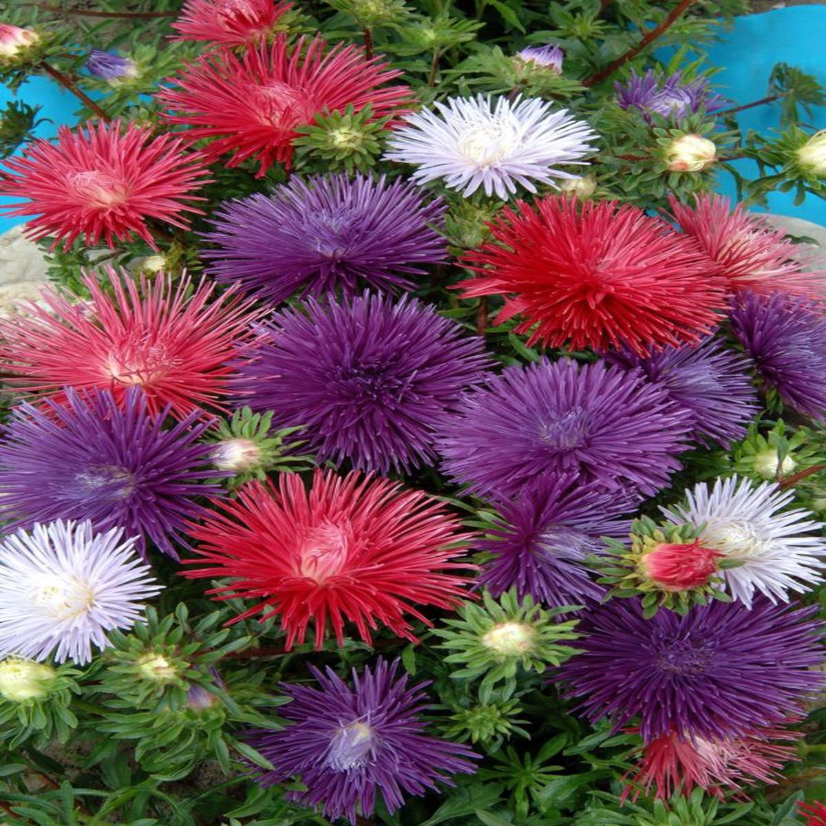 Callistephus (Aster) chinensis Starlight Formula Mix