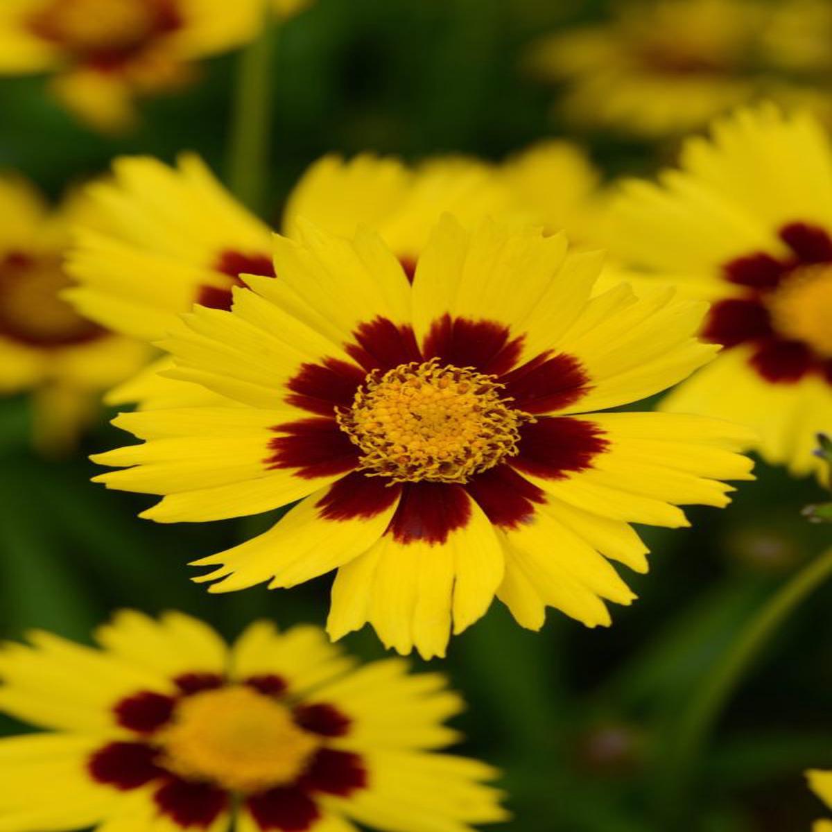 Coreopsis grandiflora Sunkiss