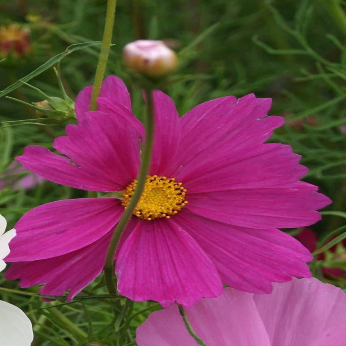 Cosmos bipinnatus Versailles Pink
