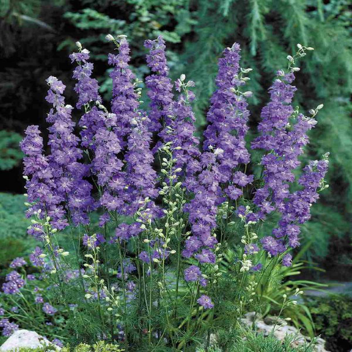 Delphinium consolida Brisbane Deep Blue
