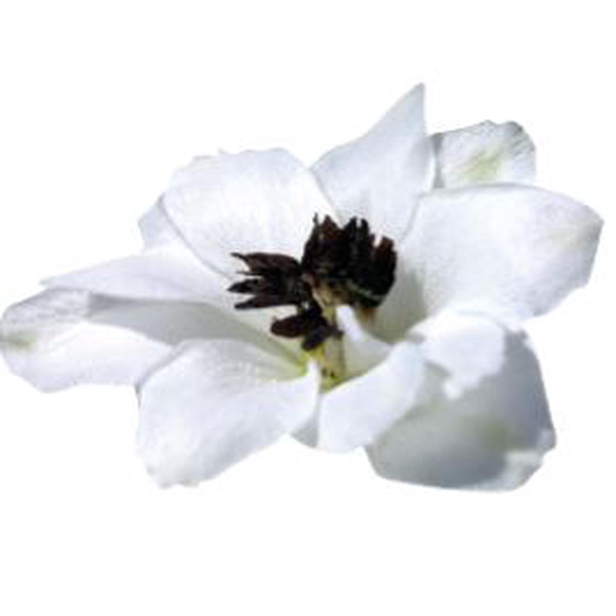 Delphinium hybrida Benarys Pacific Percival