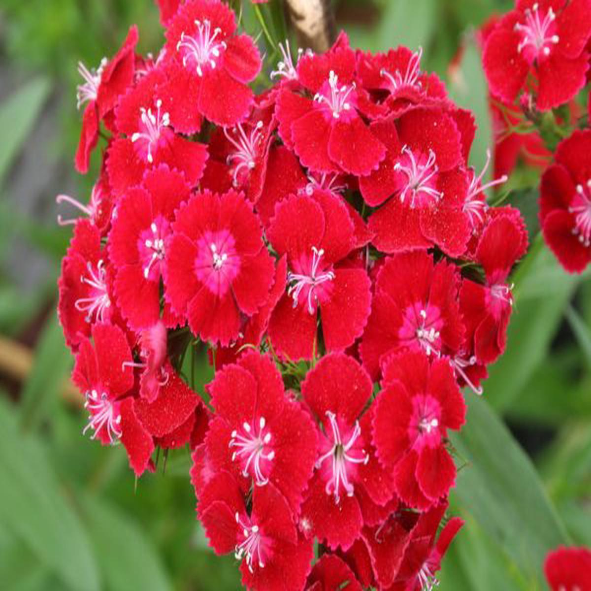 Dianthus barbatus Pearl Red