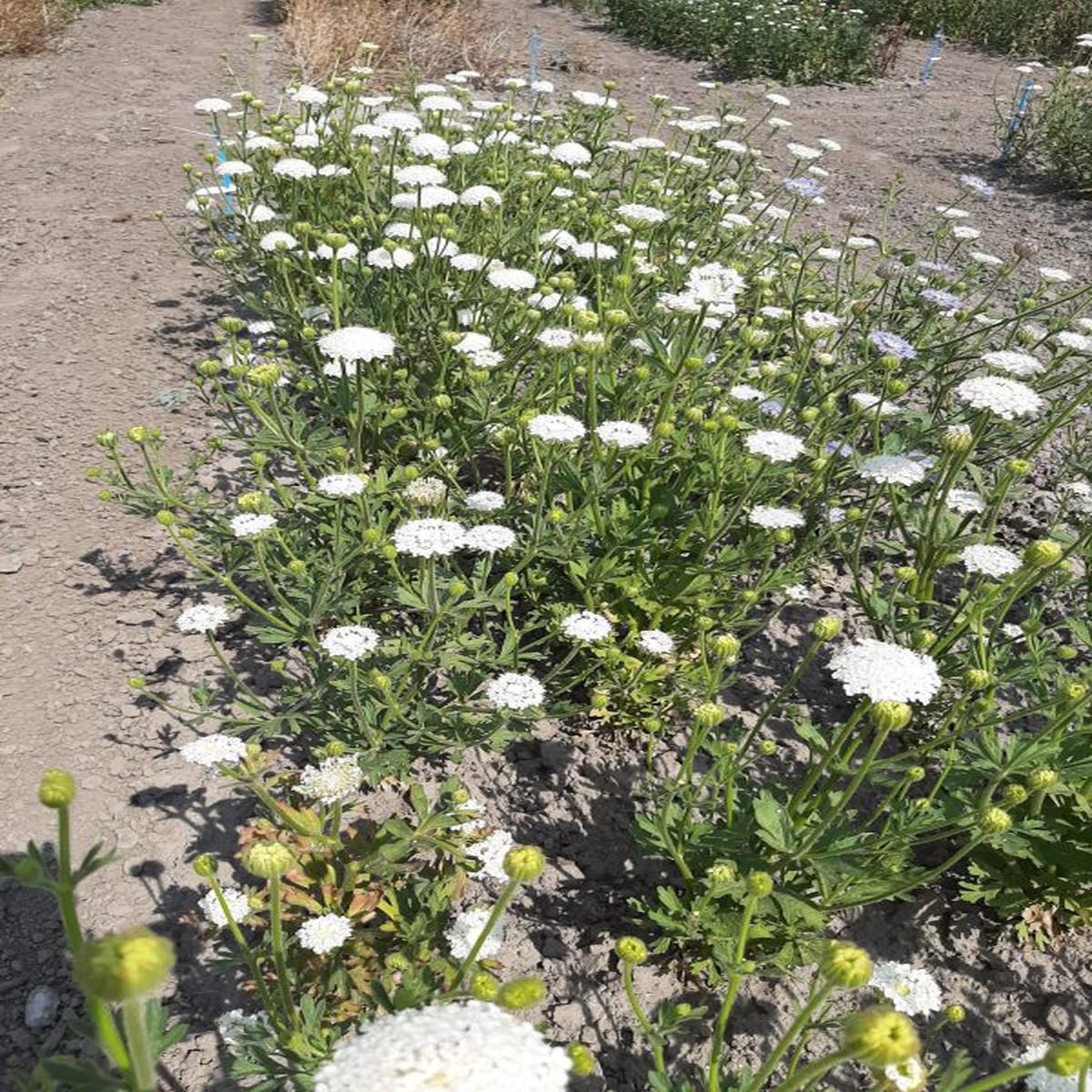 Didiscus caeruleus White
