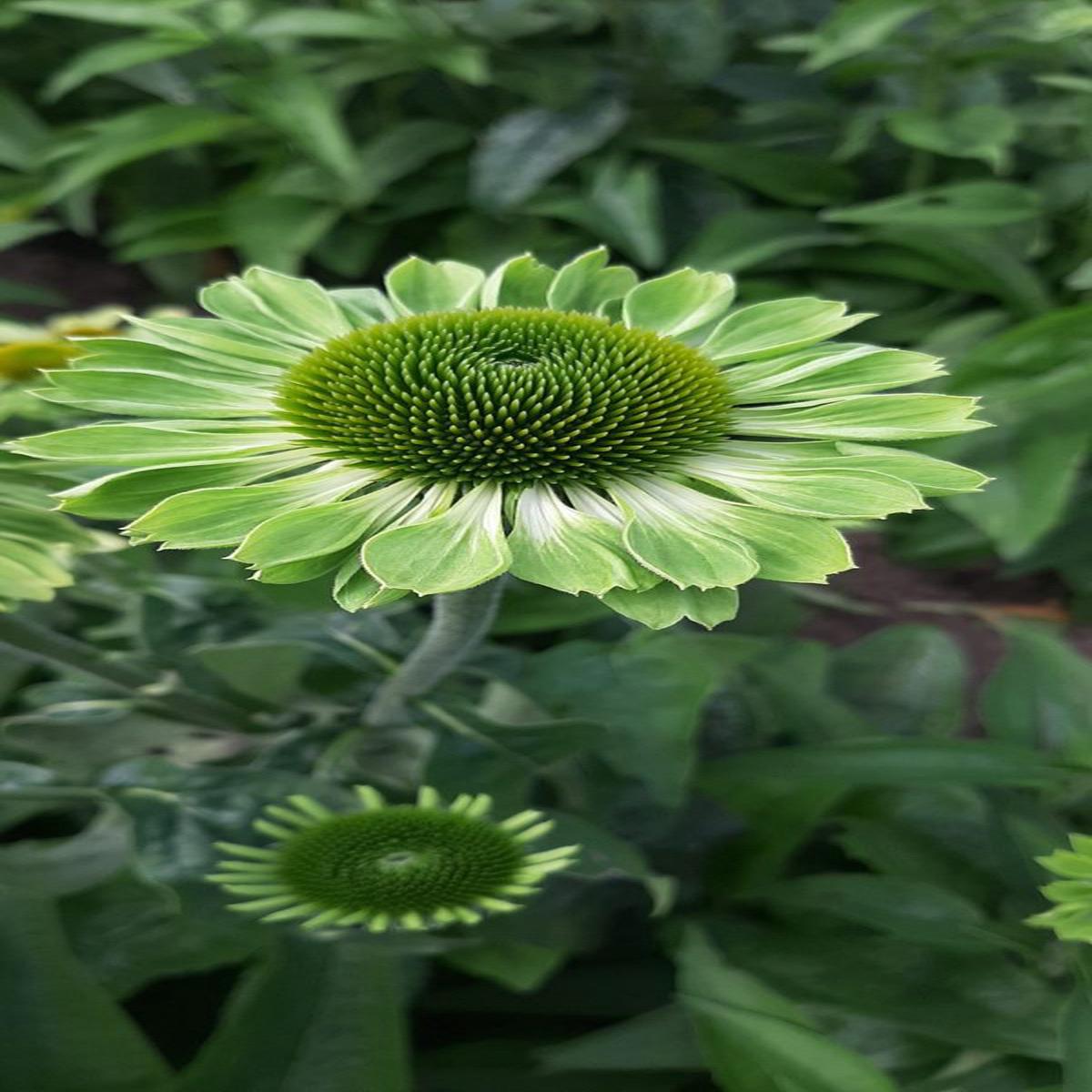 Echinacea purpurea Alans Pride