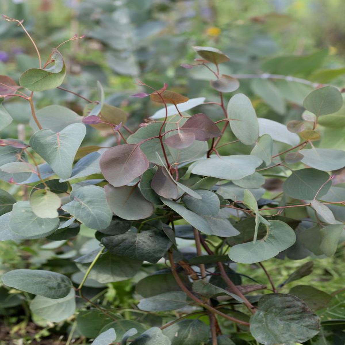 Eucalyptus populnea Bimble Box