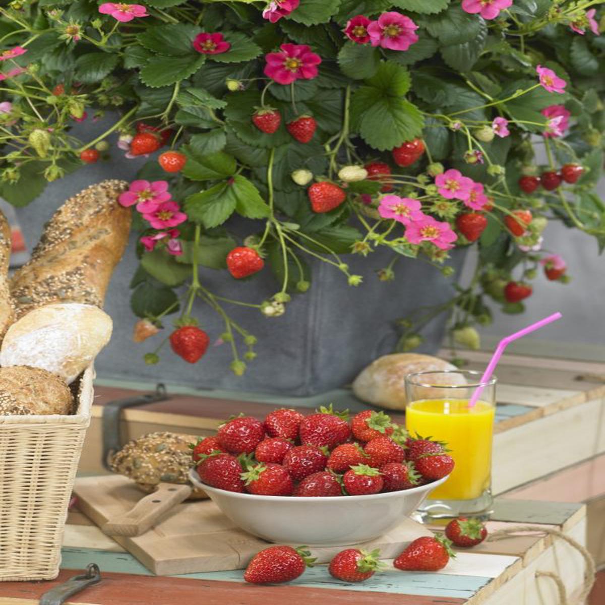 Fragaria F1 Toscana
