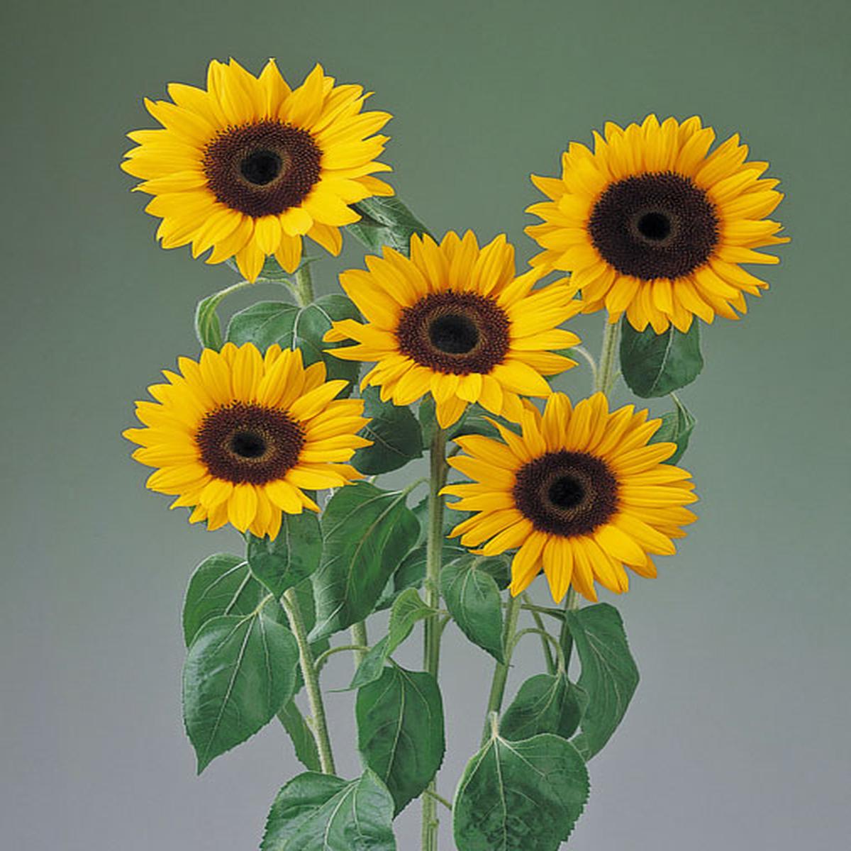Helianthus annuus Tiffany