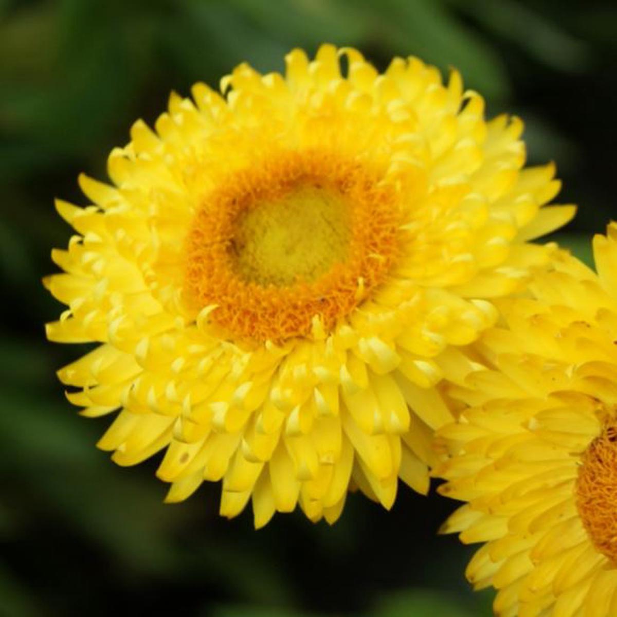 Helichrysum bracteatum Lemon Yellow
