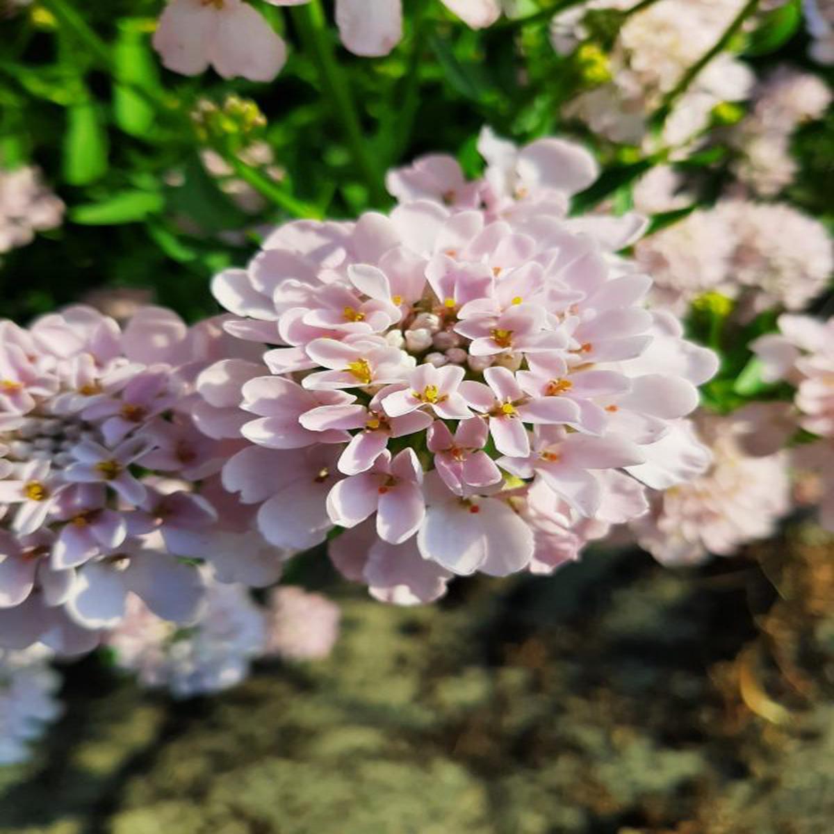 Iberis umbellata Rose Cardinal