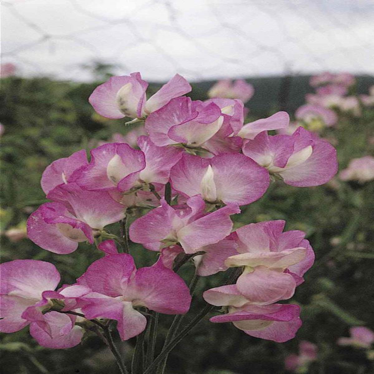 Lathyrus odoratus Mammoth Rose Pink