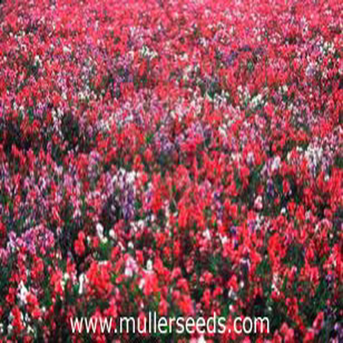 Lathyrus odoratus Royal Mix