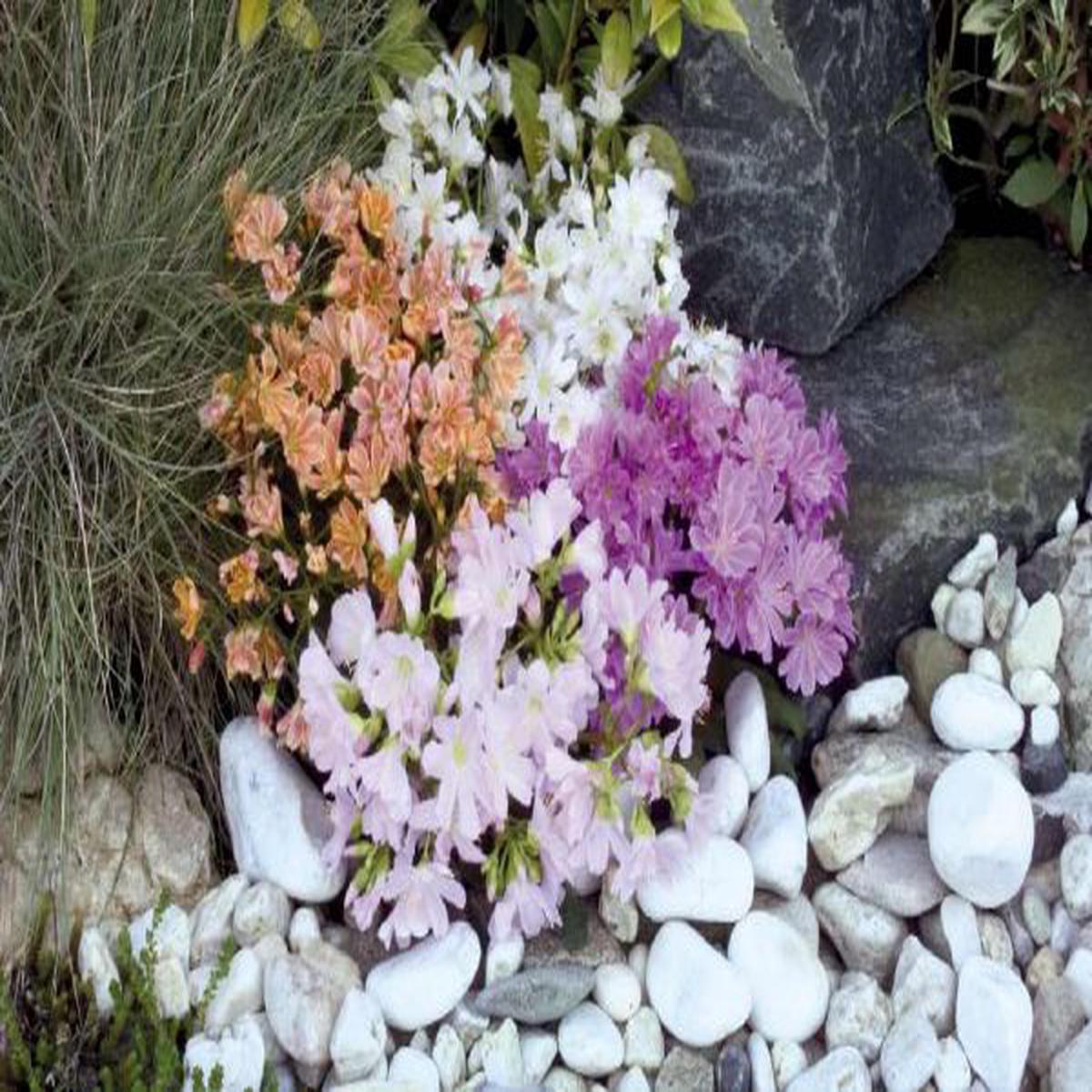 Lewisia cotyledon Sunset Strain