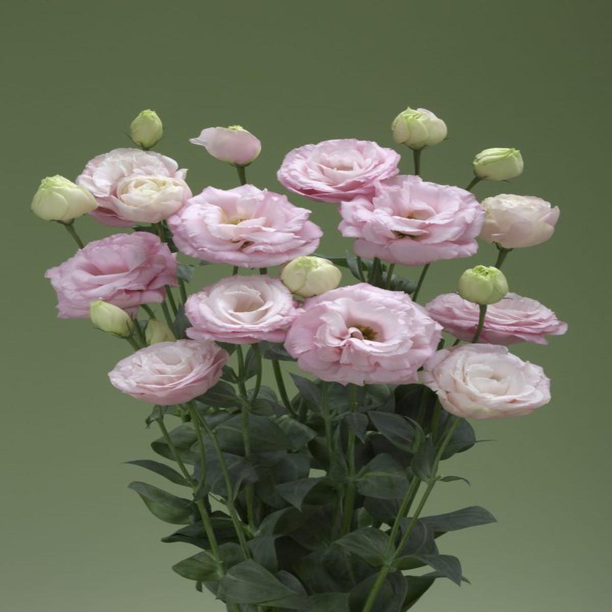 Lisianthus (Eustoma) grandiflorum Arena 3 Clear Pink