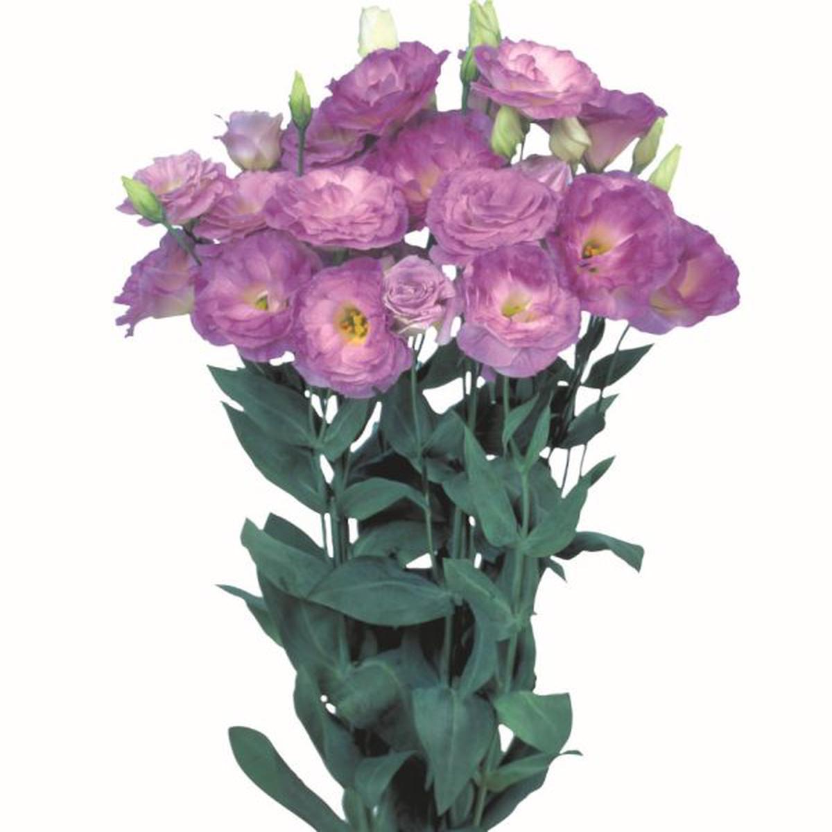 Lisianthus (Eustoma) grandiflorum Mariachi 2 Misty Blue